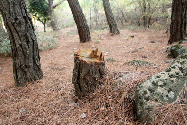 How Our Tree Care Process Works  in  Kingston, NJ