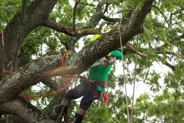 Professional Tree Care in Kingston, NJ