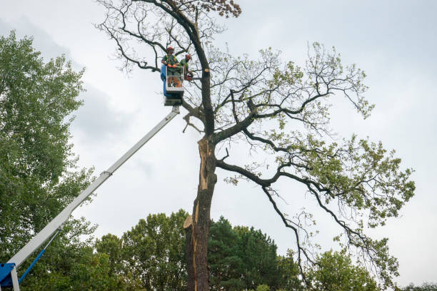 Best Aeration Services  in Kingston, NJ