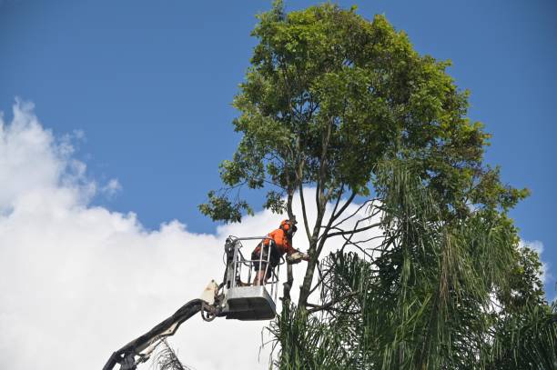 How Our Tree Care Process Works  in  Kingston, NJ